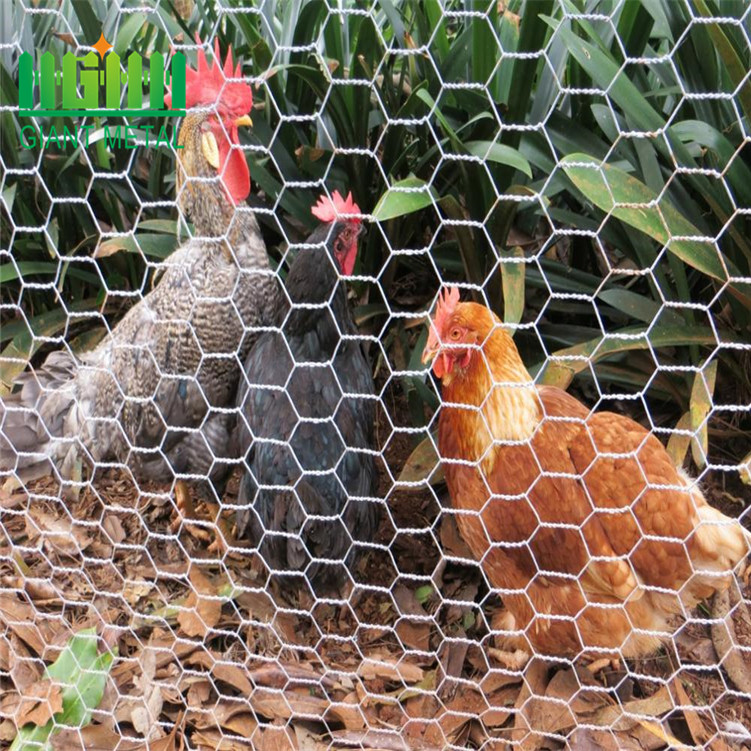 lowest price chicken wire mesh_副本1.jpg
